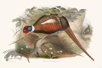 Gould Game Bird 006